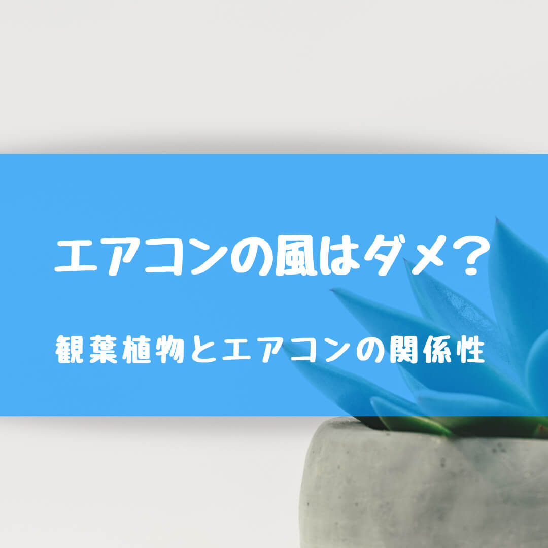 観葉植物にエアコンの風はng 乾燥した風を当てると枯れてしまう 私たちの植物life